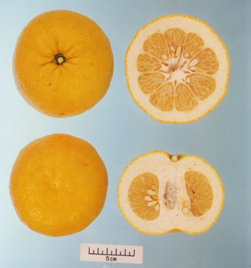 树体 (MAFF, Japan)