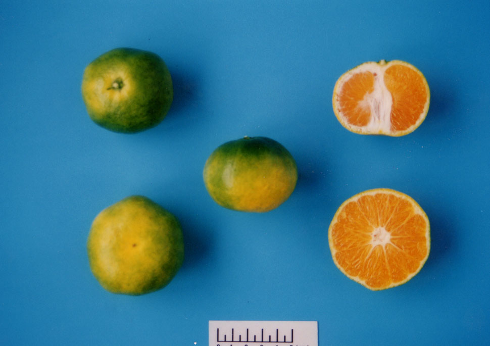 树体 (MAFF, Japan)