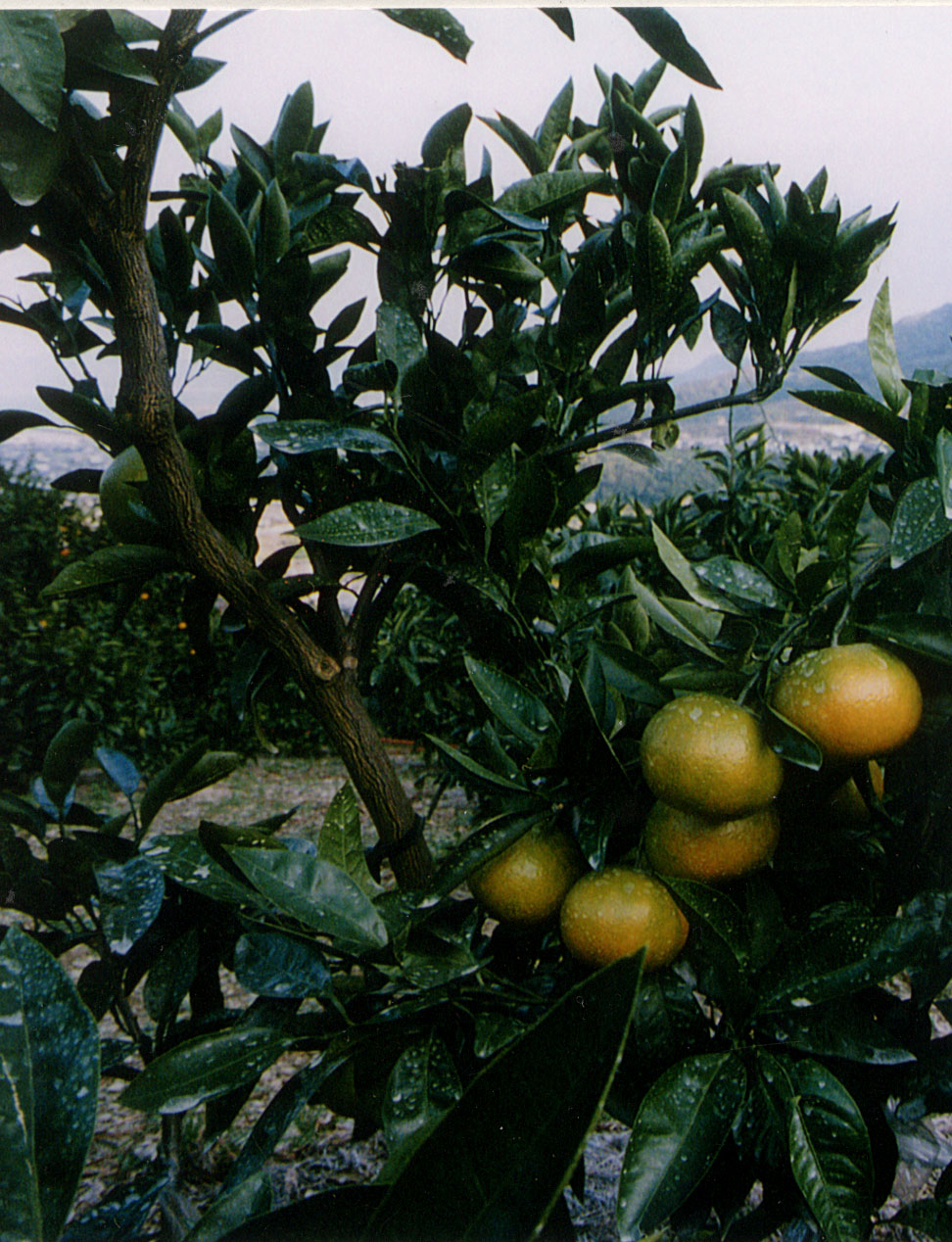 树体 (MAFF, Japan)