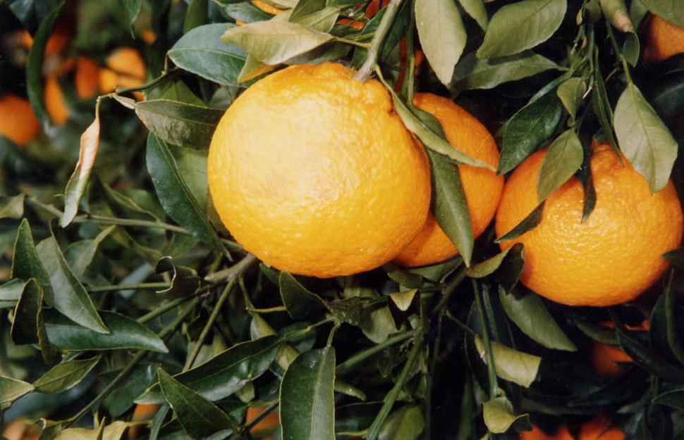 树体 (MAFF, Japan)