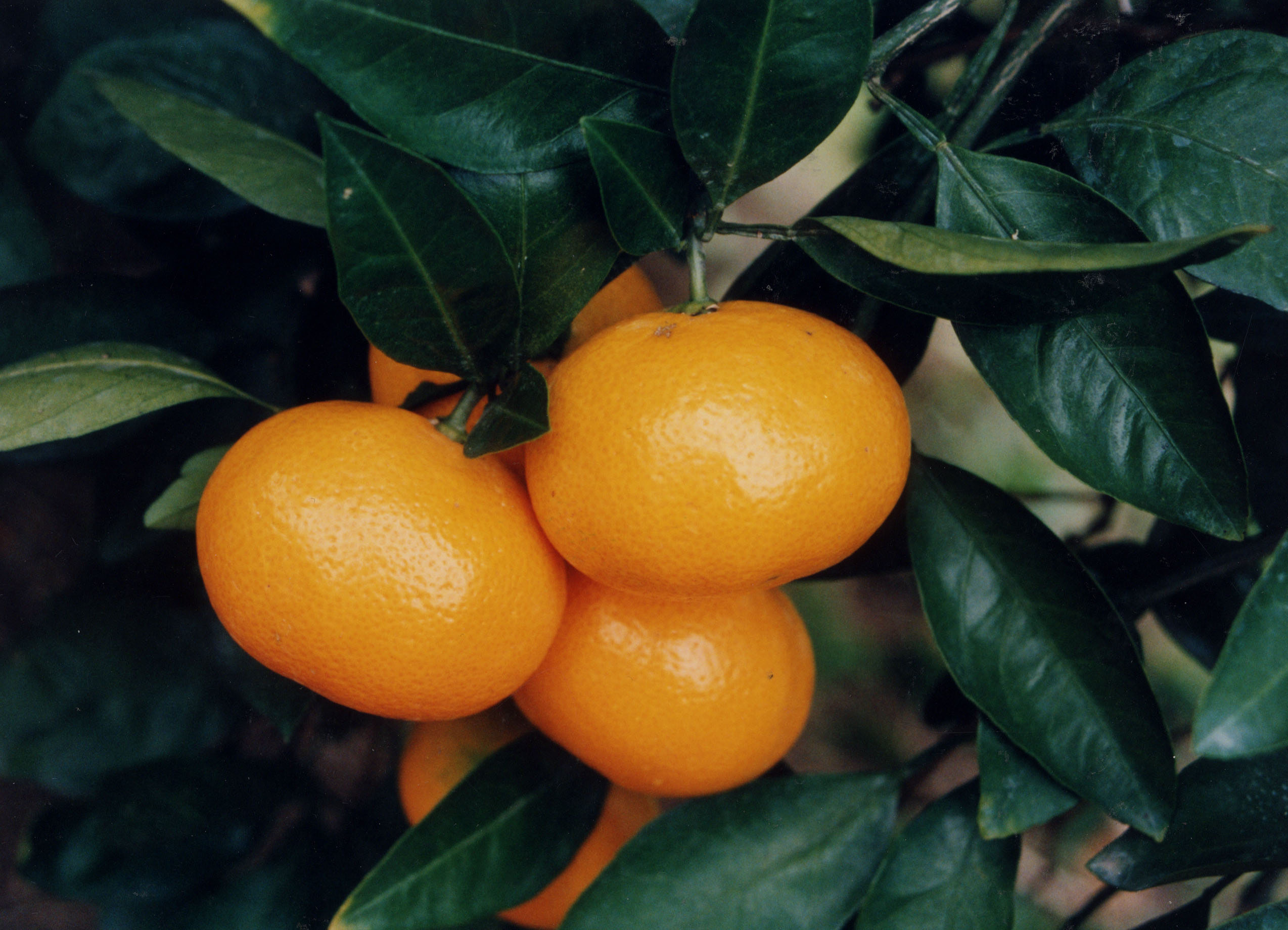 树体 (MAFF, Japan)