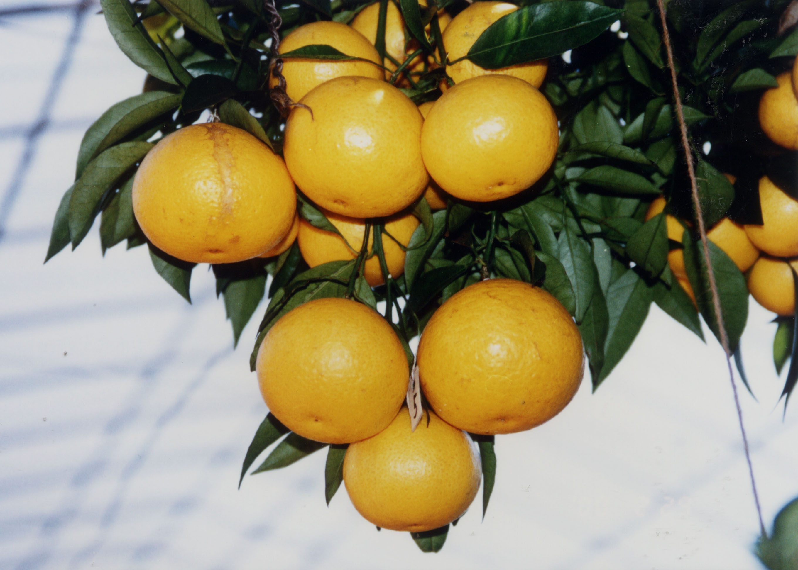 树体 (MAFF, Japan)