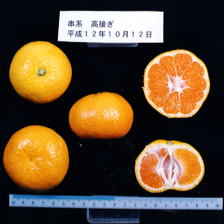 树体 (MAFF, Japan)