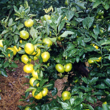 果实 (MAFF, Japan)