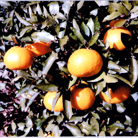 树体 (MAFF, Japan)