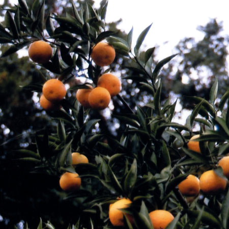 树体 (MAFF, Japan)