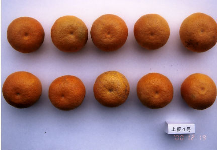 果实 (MAFF, Japan)