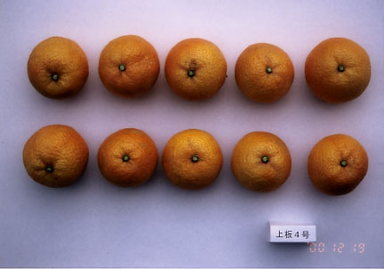 果实 (MAFF, Japan)