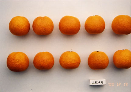 果实 (MAFF, Japan)