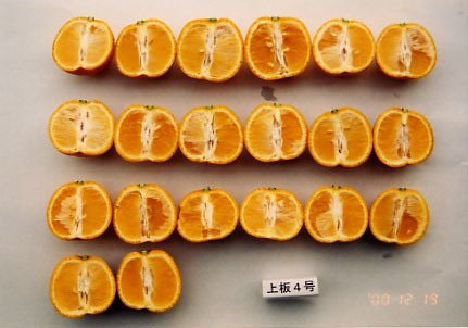 果实 (MAFF, Japan)