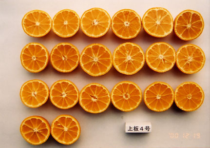 树体 (MAFF, Japan)