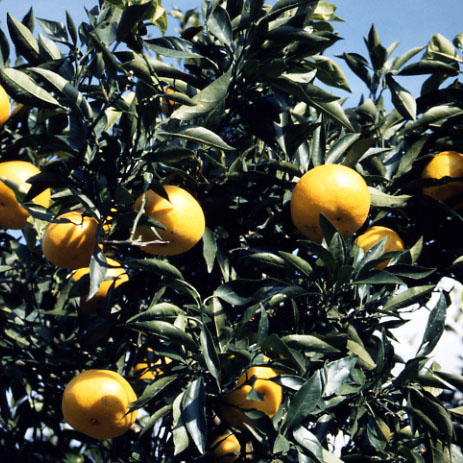 树体 (MAFF, Japan)