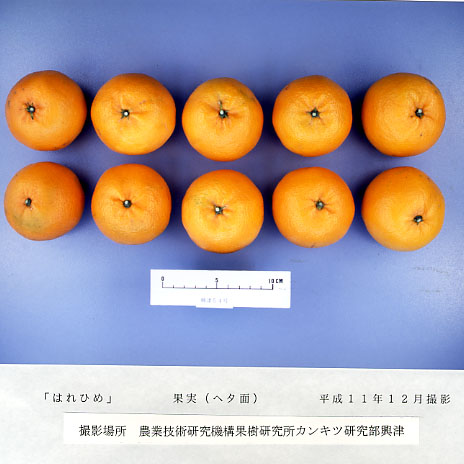 果实 (MAFF, Japan)