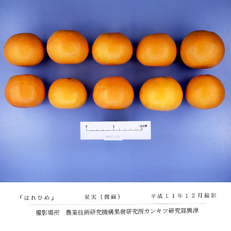 果实 (MAFF, Japan)
