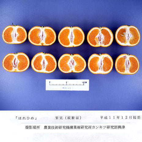 果实 (MAFF, Japan)