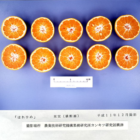 树体 (MAFF, Japan)