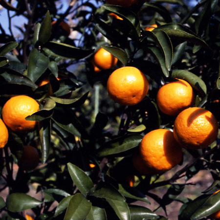 树体 (MAFF, Japan)