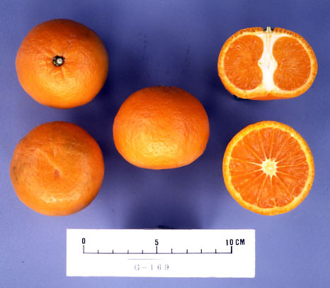 果实 (MAFF, Japan)