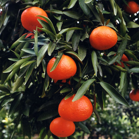 树体 (MAFF, Japan)