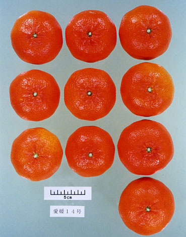 果实 (MAFF, Japan)