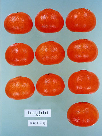 果实 (MAFF, Japan)