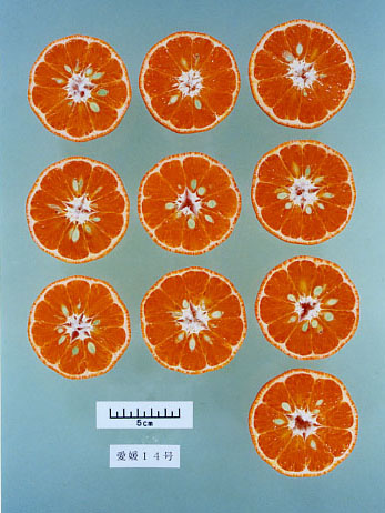 果实 (MAFF, Japan)