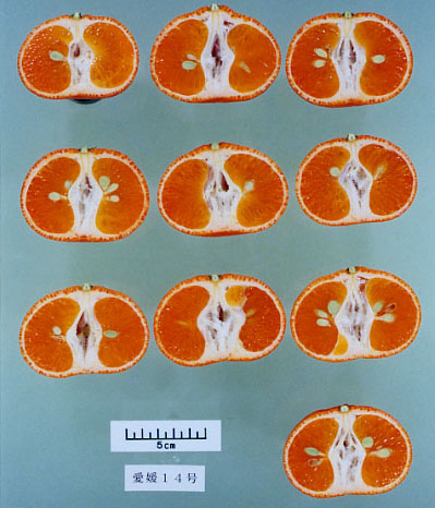 树体 (MAFF, Japan)