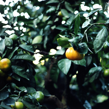 树体 (MAFF, Japan)