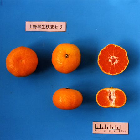 果实 (MAFF, Japan)