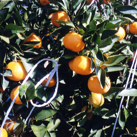 树体 (MAFF, Japan)