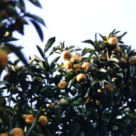 树体 (MAFF, Japan)