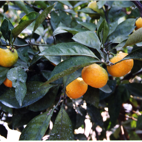 树体 (MAFF, Japan)