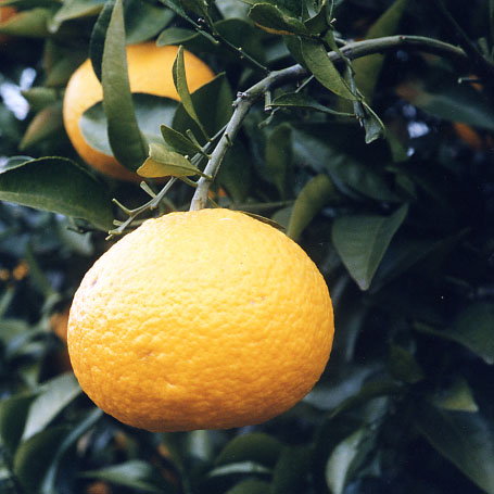 树体 (MAFF, Japan)