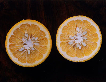 果实 (MAFF, Japan)