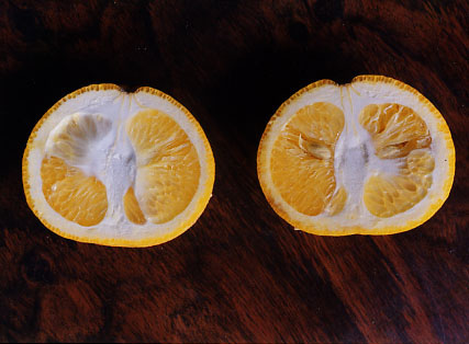 树体 (MAFF, Japan)