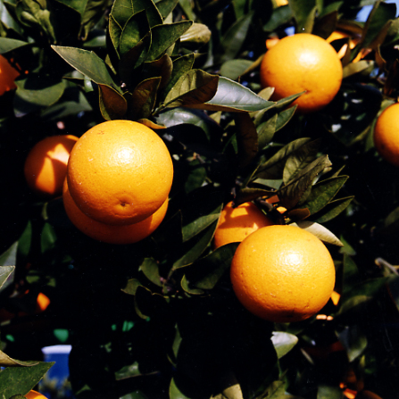 树体 (MAFF, Japan)