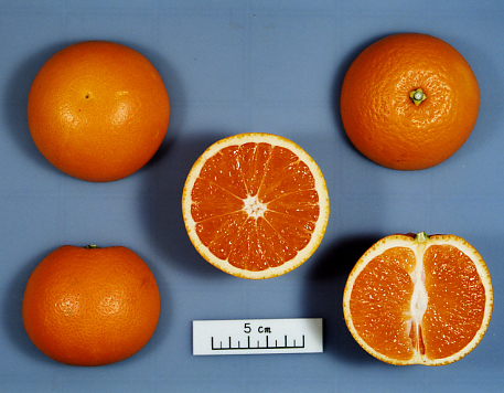 果实 (MAFF, Japan)