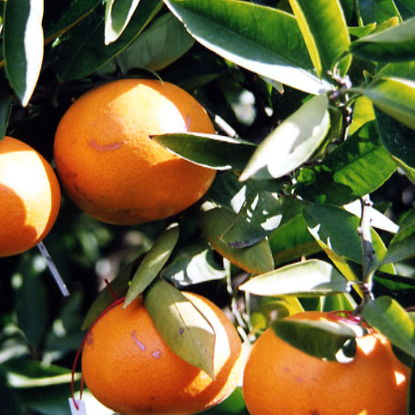 树体 (MAFF, Japan)