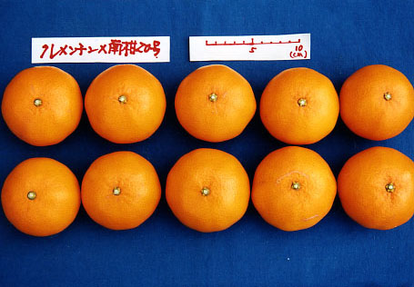 果实 (MAFF, Japan)