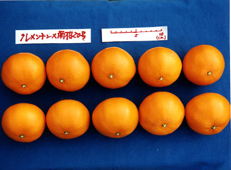 果实 (MAFF, Japan)