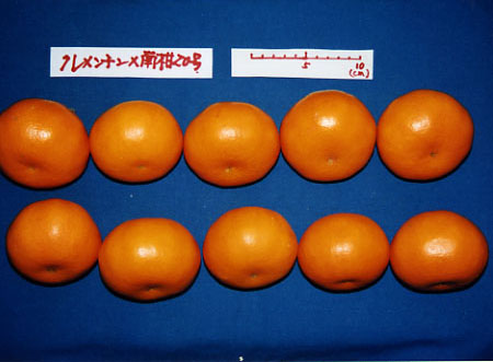 果实 (MAFF, Japan)