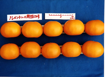 树体 (MAFF, Japan)