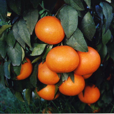 树体 (MAFF, Japan)