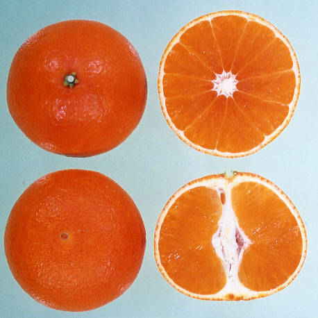 果实 (MAFF, Japan)