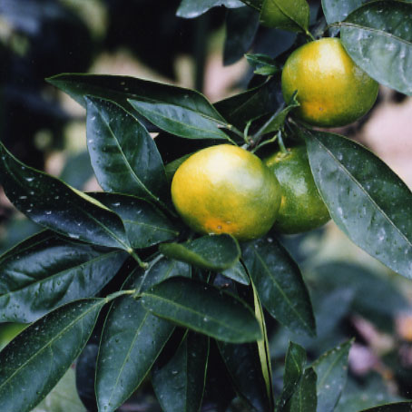 树体 (MAFF, Japan)