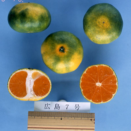 果实 (MAFF, Japan)