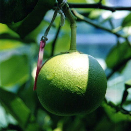 树体 (MAFF, Japan)