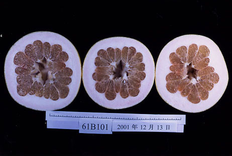 树体 (MAFF, Japan)