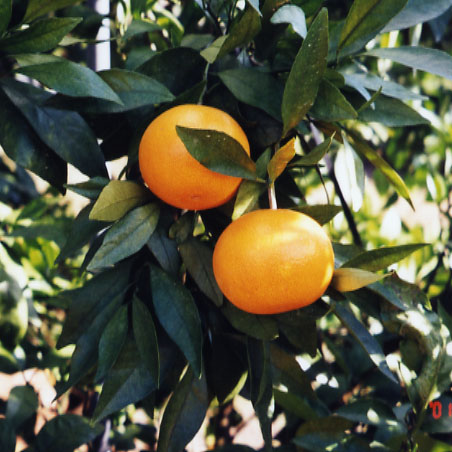 树体 (MAFF, Japan)