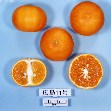 果实 (MAFF, Japan)